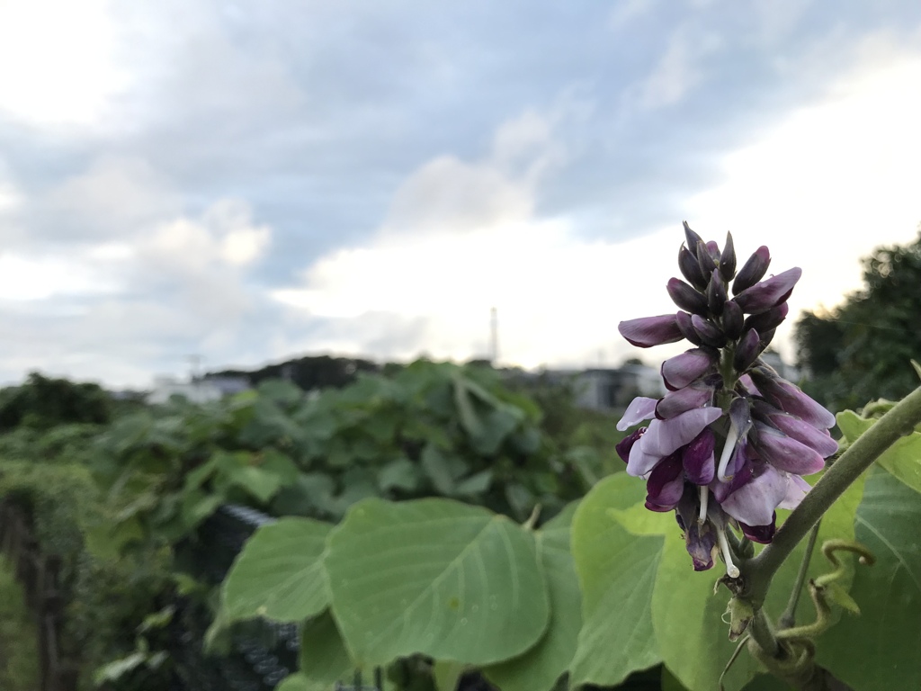 葛花