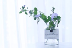 グランドカバー　Part2