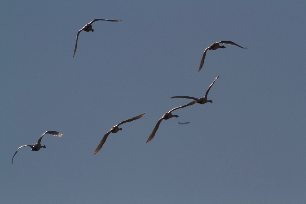 飛行機もがんばって