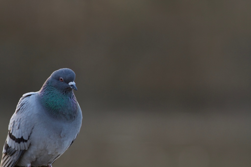私も撮ってちょうだい