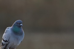 私も撮ってちょうだい