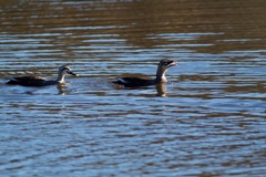誰にも渡すもんか