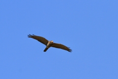 鳴鷹