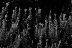 セイタカアワダチソウ