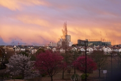 梅は咲けども冬の空