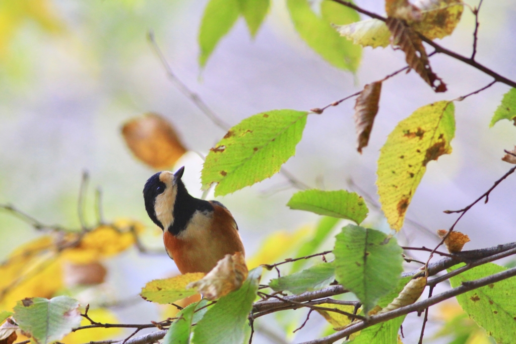 あっリャ〜ッ！