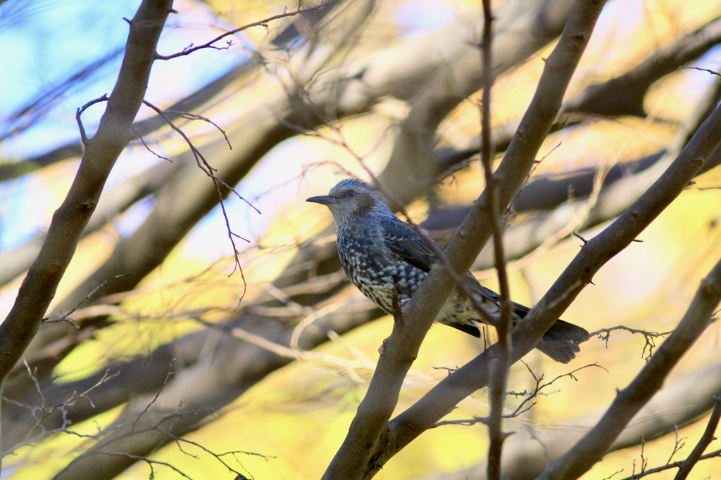 我思う　故に我あり　