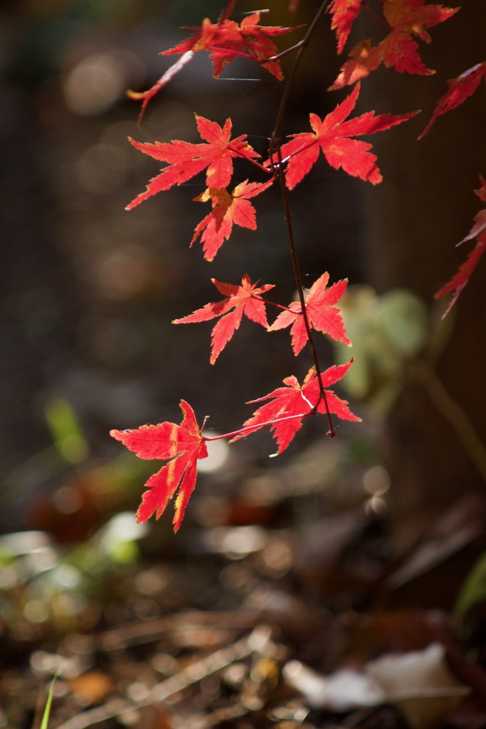 紅葉　