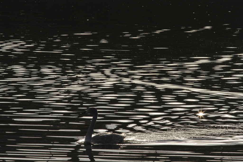 Star Light in the Morning