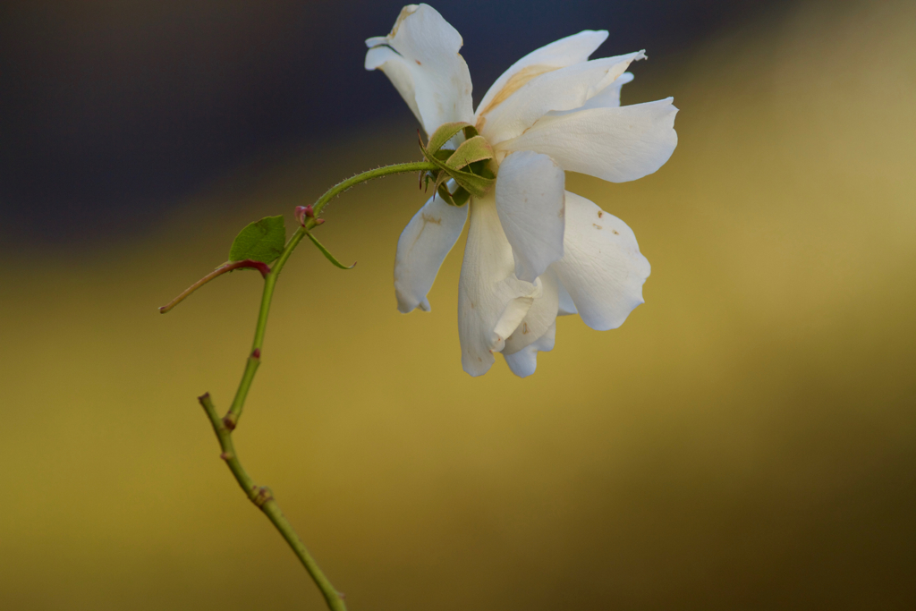 季節外れの薔薇