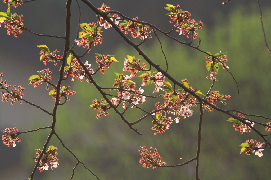 なごり桜