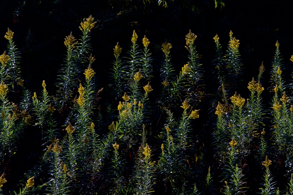 セイタカアワダチソウ