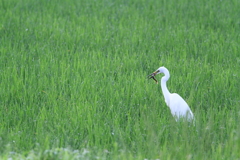 ちょっと　いただきー