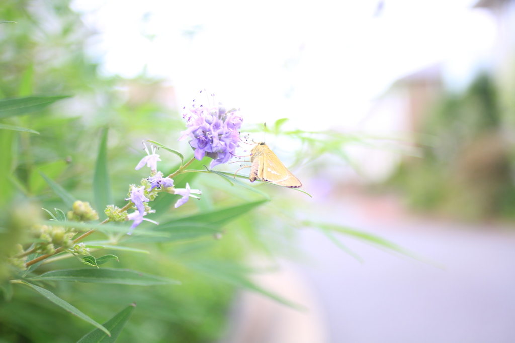 晩夏