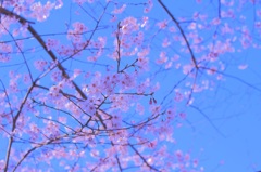 土曜の桜