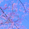 土曜の桜