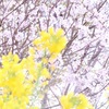 きらきら毎日