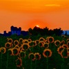 Sunflowers are waiting for the sun!