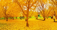 Yellow ginkgo trees 