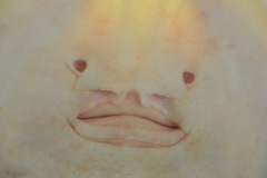 エイの顔？