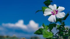 夏空の下の白い花