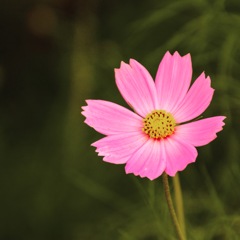 一輪の秋桜