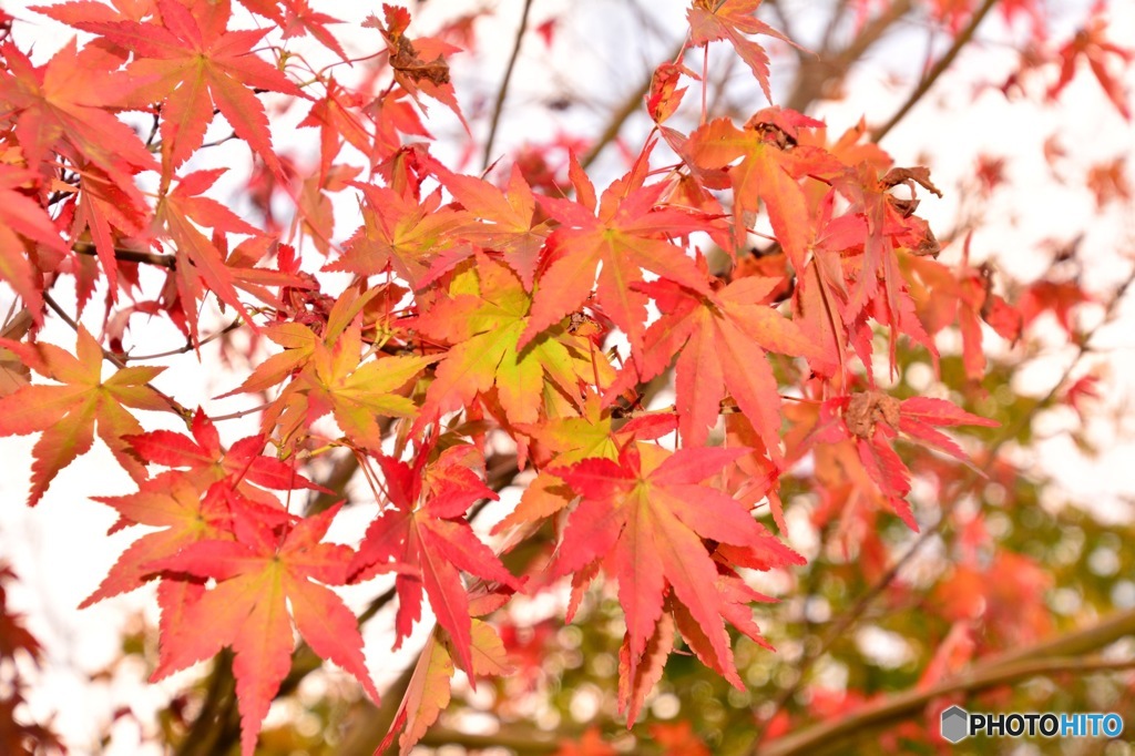 Momiji