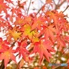 Momiji