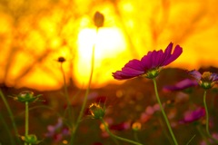 Sunset cosmos flowers