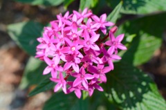 Pink flower
