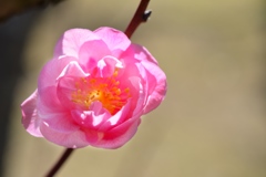 梅の花