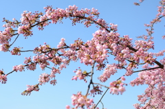 河津桜