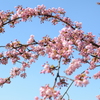 河津桜