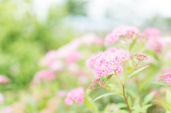 ふんわり花