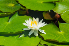 水花