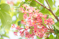 美花