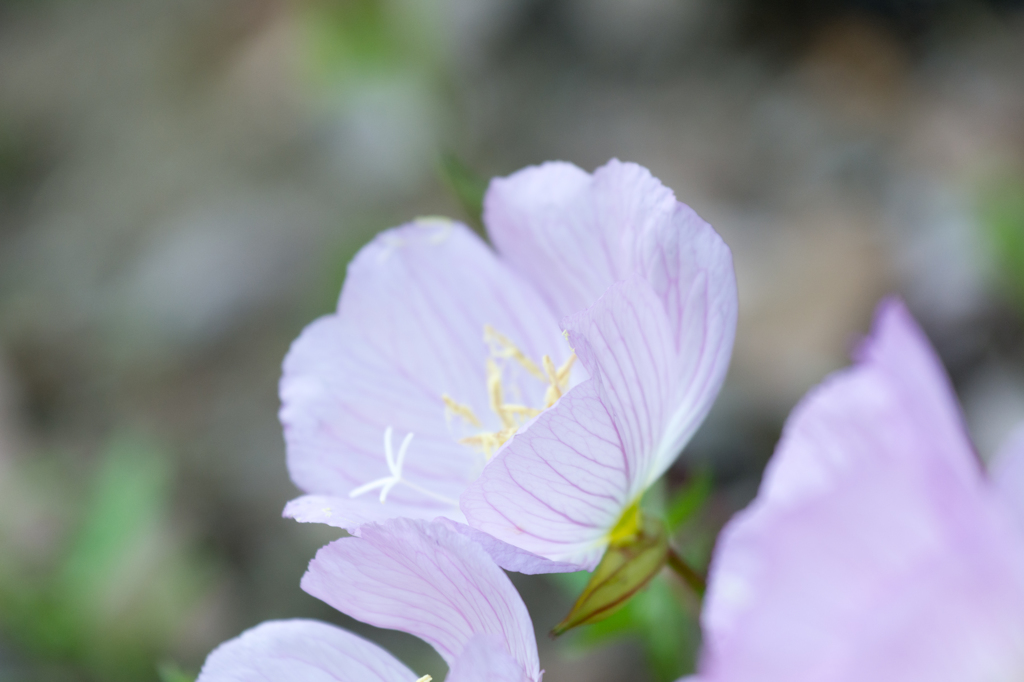 おなまえは