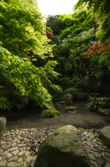 新緑の庭