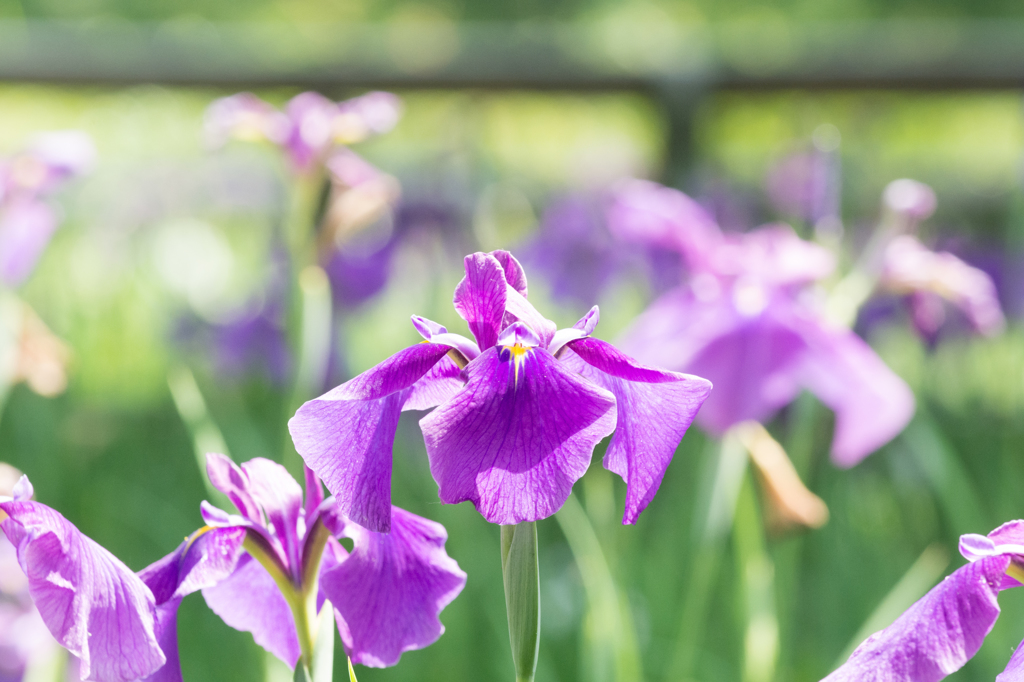 たくさんの菖蒲の中で