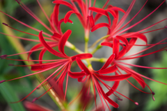 彼岸の花
