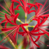 彼岸の花
