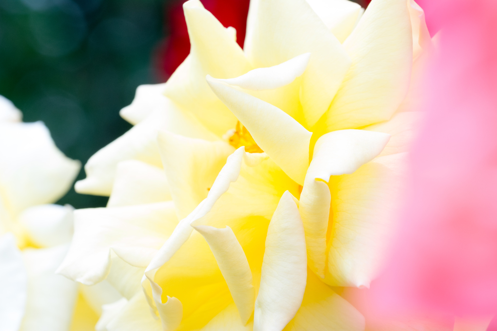 薔薇