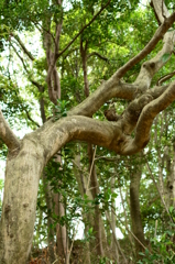 幹