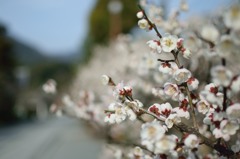 梅の参道