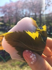 桜の季節、一人の時間