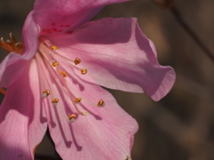 薄ピンク色と雌しべの金色