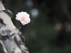 梅一輪