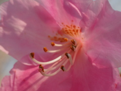 ヤシオの薄ピンク