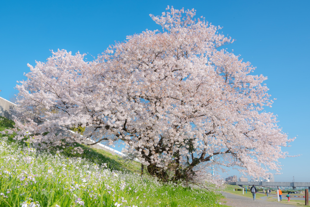 桜