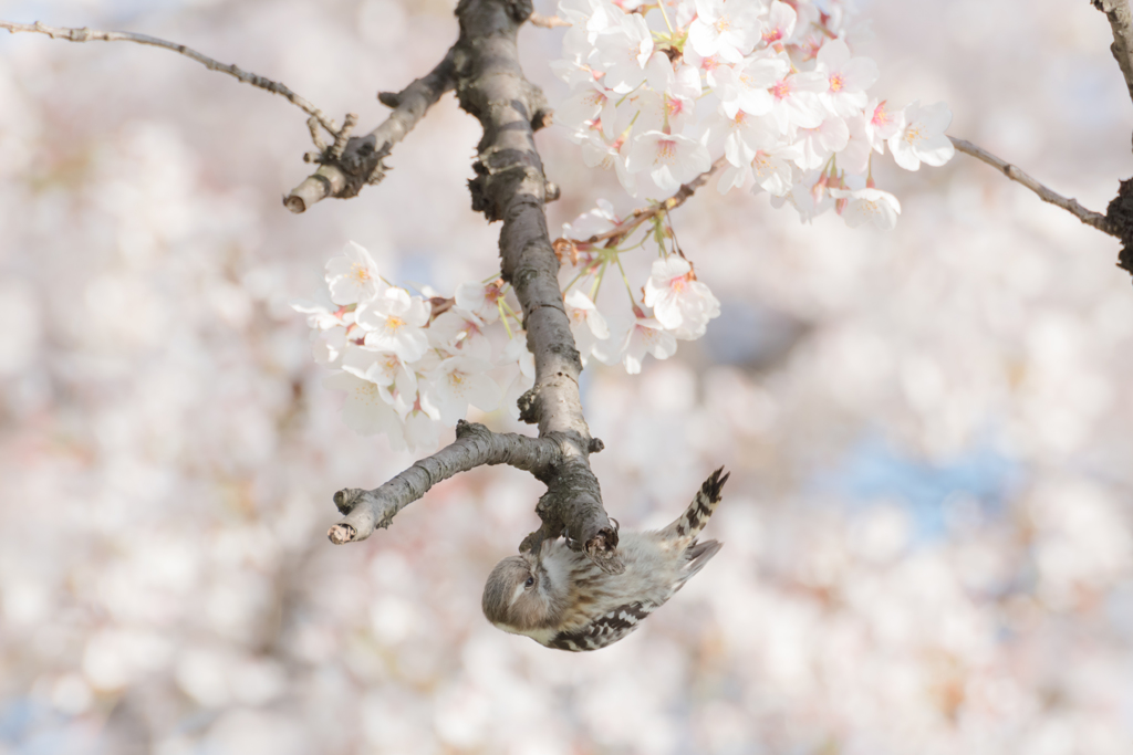 桜とコゲラ